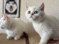 Golden point british shorthair yavrularımız ziyarete açık