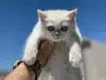 Golden point british shorthair yavrularımız ziyarete açık