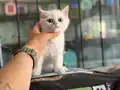 Golden point british shorthair yavrularımız ziyarete açık