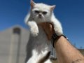 Golden point british shorthair yavrularımız ziyarete açık