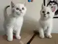 Golden point british shorthair yavrularımız ziyarete açık