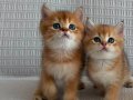 Yasal çiftlikden ziyarete açık golden british shorthair