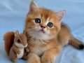 Yasal çiftlikden ziyarete açık golden british shorthair
