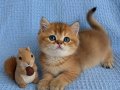 Yasal çiftlikden ziyarete açık golden british shorthair