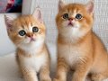 Yasal çiftlikden ziyarete açık golden british shorthair