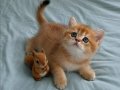 Yasal çiftlikden ziyarete açık golden british shorthair