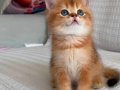 Yasal çiftlikden ziyarete açık golden british shorthair