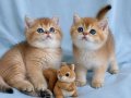 Yasal çiftlikden ziyarete açık golden british shorthair