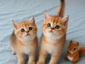 Yasal çiftlikden ziyarete açık golden british shorthair
