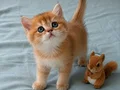 Yasal çiftlikden ziyarete açık golden british shorthair