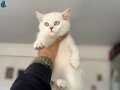 Anne yanından kar beyaz mavi gözlü british shorthair