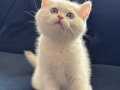 Show kalite British shorthair Yavrularımız Ziyarete açık