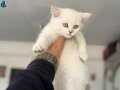 Anne yanından kar beyaz mavi gözlü british shorthair