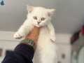 Anne yanından kar beyaz mavi gözlü british shorthair