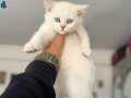 Anne yanından kar beyaz mavi gözlü british shorthair