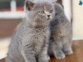 En güzel British Shorthair Yavrular Ziyarete açık