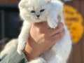 Ankaranın en güzel scottish fold yavruları ziyarete açık