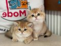  ruhsatlı çiftlikden ziyarete açık golden british shorthair