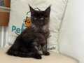 Yasal Ruhsatlı Çiftliğimizde Ziyarete Açık Maine Coon
