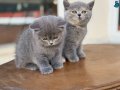 En güzel British Shorthair Yavrular Ziyarete açık