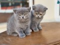 En güzel British Shorthair Yavrular Ziyarete açık