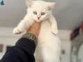 Anne yanından kar beyaz mavi gözlü british shorthair