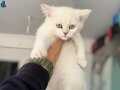 Anne yanından kar beyaz mavi gözlü british shorthair