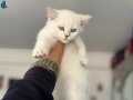 Anne yanından kar beyaz mavi gözlü british shorthair
