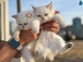 En güzel British Shorthair Yavrular Ziyarete açık