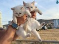 En güzel British Shorthair Yavrular Ziyarete açık