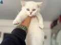 Anne yanından kar beyaz mavi gözlü british shorthair