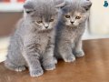 En güzel British Shorthair Yavrular Ziyarete açık