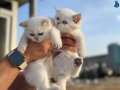 En güzel British Shorthair Yavrular Ziyarete açık