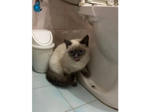 erkek blue point 7 aylık