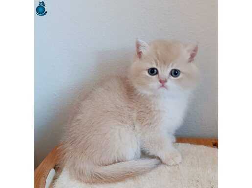 British shorthair cikolata ve Lilac golden