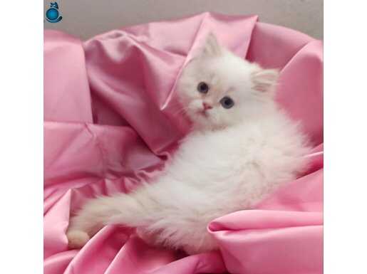 British sorthair ve Longhair