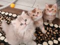 Safkan British Sorthaır ve longhaır