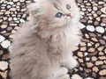 Safkan British Sorthaır ve longhaır