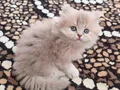 Safkan British Sorthaır ve longhaır