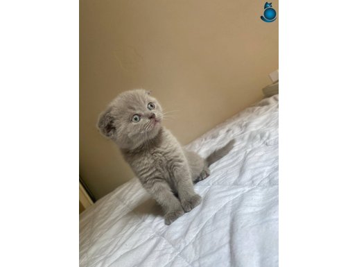 Scottish Fold LiLac