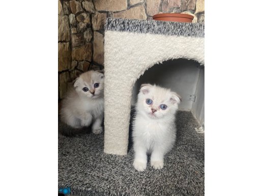 Scottish fold (bluepoint)