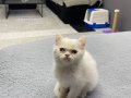 British shorthair Karbeyaz 