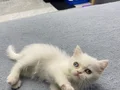 British shorthair Karbeyaz 