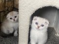 Scottish fold (bluepoint)