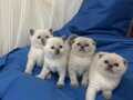 BRiİTİSH SHORTHAİR BLUEPOİNT