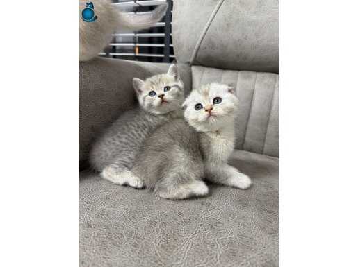 Brıtish shorthaer yavru