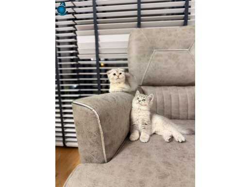 Teslime hazır fold ve shorhair yavru