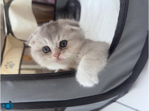 Golden Scottish Fold Bebekler 