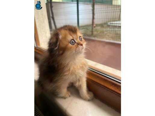 Uzun tüylü Golden Scottish Fold