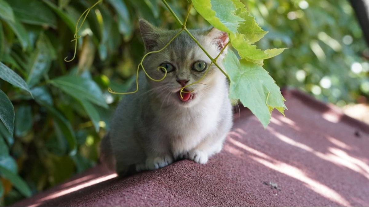 Munchkin Yavrular